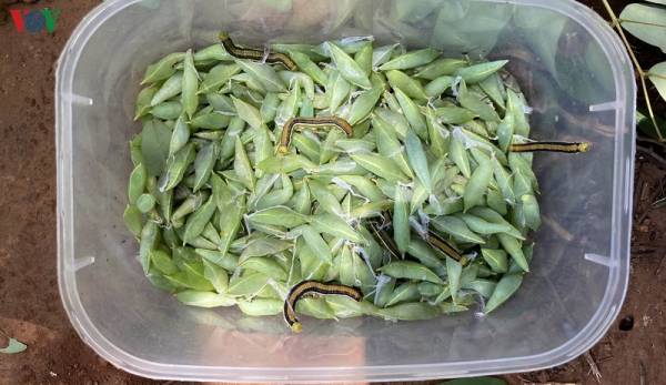 Tây Nguyên: Săn “tôm rừng” đặc sản kiếm tiền triệu mỗi ngày ngon ơ