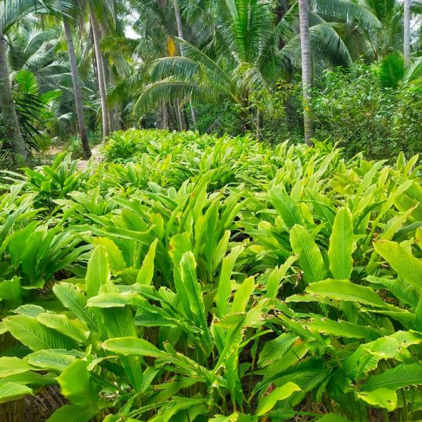 Thu hoạch củ lùn, giống cây gắn bó với cuộc sống người dân miền Tây